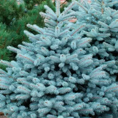 Ель СУПЕР БЛЮ СИДЛИНГ колючая в Волковыске