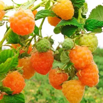 Малина ЗОЛОТЫЕ КУПОЛА в Волковыске