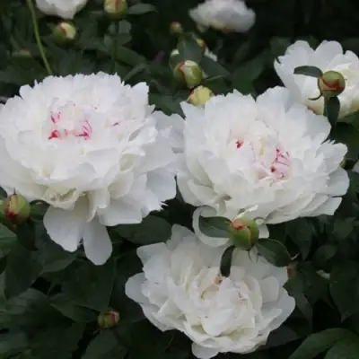 Пион ФЕСТИВА МАКСИМА травянистый в Волковыске