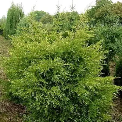 Можжевельник КУРИВАО ГОЛД китайский в Волковыске