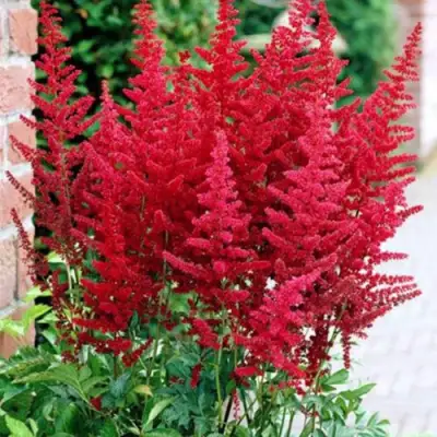 Астильба БУРГУНДИ РЕД Арендса в Волковыске