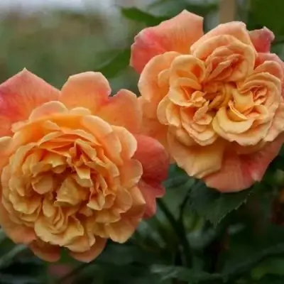 Роза АЛОХА плетистая в Волковыске