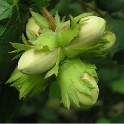 Фундук ТАМБОВСКИЙ ПОЗДНИЙ в Волковыске