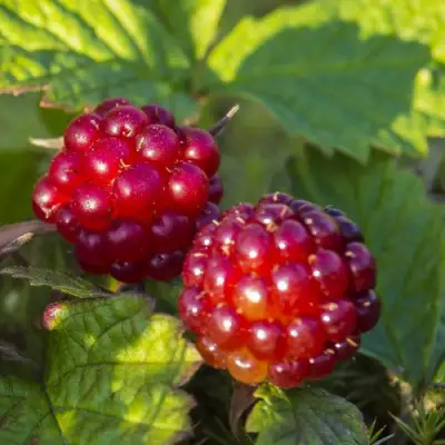 Княженика ЛИНДА в Волковыске