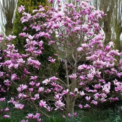 Магнолия ГАЛАКСИ в Волковыске