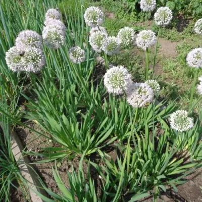 Лук слизун в Волковыске