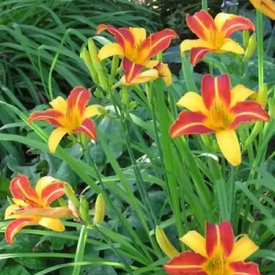 Лилейник ФРАНС ХАЛС в Волковыске