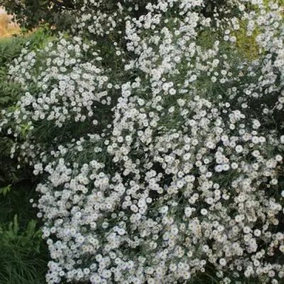 Болтония СНОУБЭНК в Волковыске