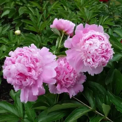 Пион МЕСЬЕ ЖЮЛЬ ЭЛИ травянистый в Волковыске