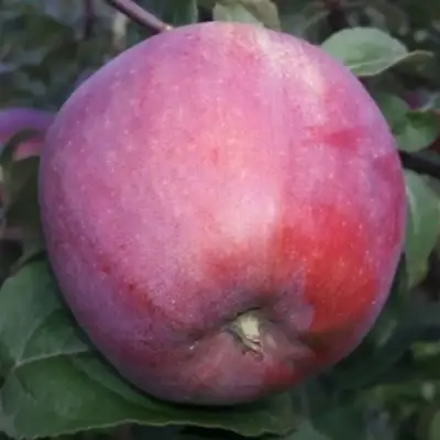 Яблоня ЗОРКА в Волковыске