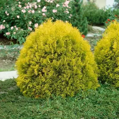 Туя РЕЙНГОЛД западная в Волковыске