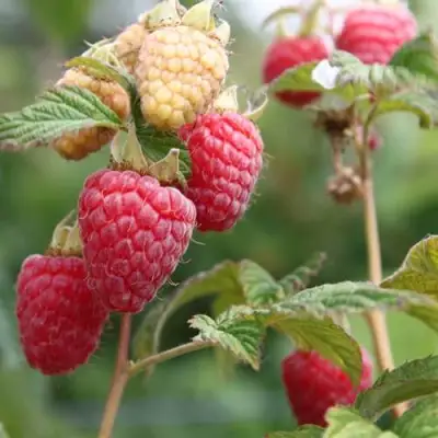 Малина МОЛЛИНГ ДЖУНО в Волковыске