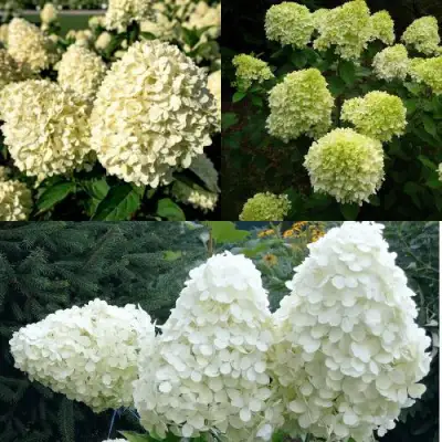 Комплект НЕЖНЫЙ КАПУЧИНО в Волковыске