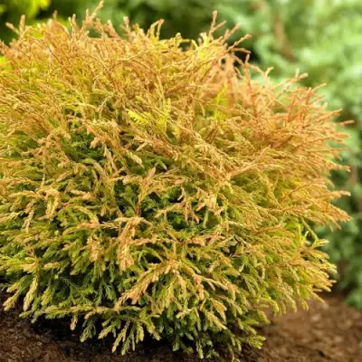 Туя ГОЛДЕН ТАФФЕТ западная в Волковыске