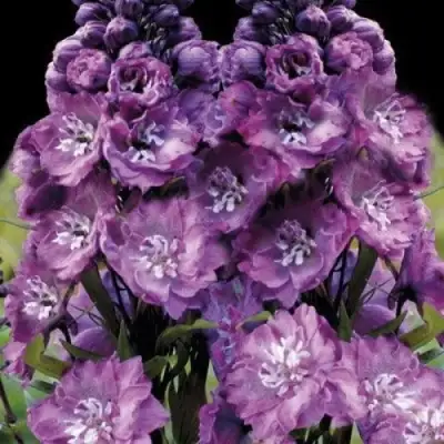 Дельфиниум ДЕЛЬФИС ПИНК ПАУЭ высокий в Волковыске