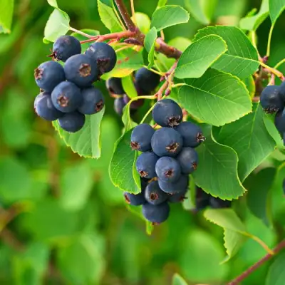 Ирга КОЛОСИСТАЯ в Волковыске