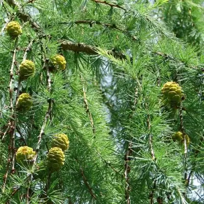 Лиственница КЕМПФЕРА в Волковыске