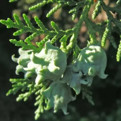 Туя восточная в Волковыске