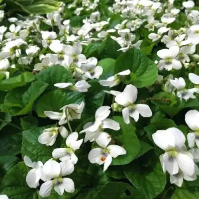 Фиалка АЛЬБИФЛОРА сестринская в Волковыске