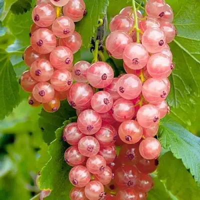 Смородина белая ПРЫГАЖУНЯ (РОЗОВАЯ) в Волковыске