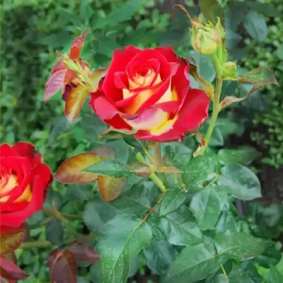 Роза ФРЕНДШИП чайно-гибридная в Волковыске