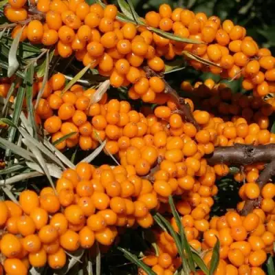 Облепиха АЛТАЙСКАЯ в Волковыске