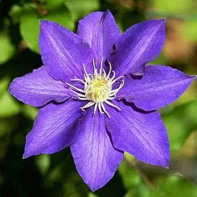 Клематис ЗЕ ПРЕЗИДЕНТ в Волковыске