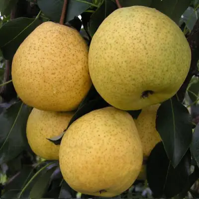 Груша ВЕЛИКАЯ ЛЕТНЯЯ (БОЛЬШАЯ ЛЕТНЯЯ) в Волковыске