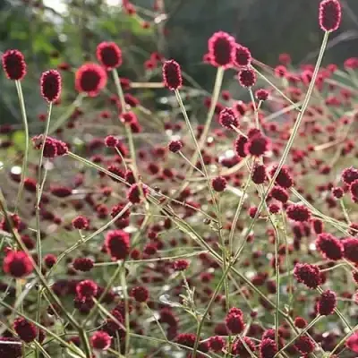 Кровохлебка ЧОКОЛАТ ТИП в Волковыске