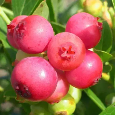Голубика ПИНК ЛИМОНАД в Волковыске