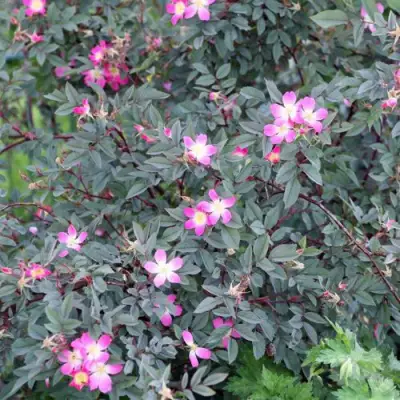 Роза сизая в Волковыске