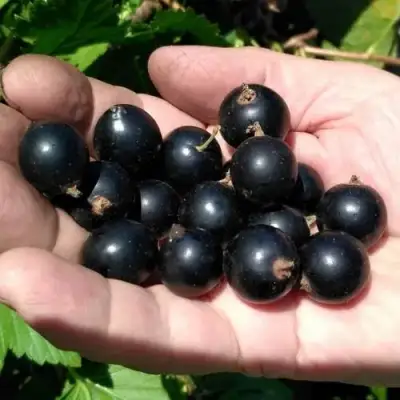 Смородина черная ЧЕРНООКАЯ в Волковыске