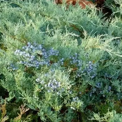 Можжевельник ГРЕЙ ОУЛ виргинский  в Волковыске
