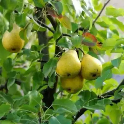 Груша ВИЛИЯ в Волковыске