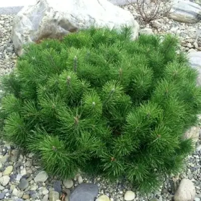 Сосна горная МУГУС в Волковыске