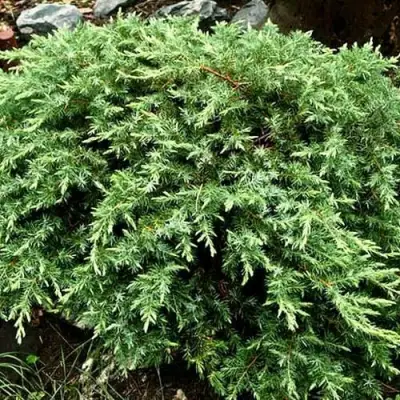 Можжевельник ШЛЯГЕР прибрежный в Волковыске