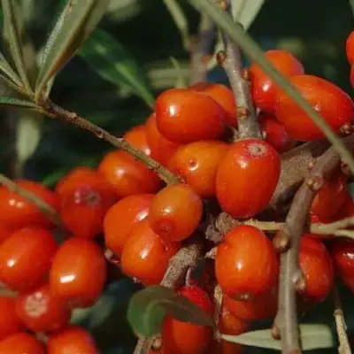 Облепиха ВОРОБЬЕВСКАЯ в Волковыске