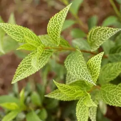 Форзиция КАМСОН промежуточная в Волковыске