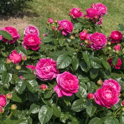 Роза АНУШКА чайно-гибридная в Волковыске