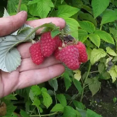 Малина КОРПИКО в Волковыске