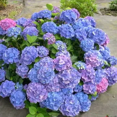 Гортензия БОДЕНСИ крупнолистная в Волковыске