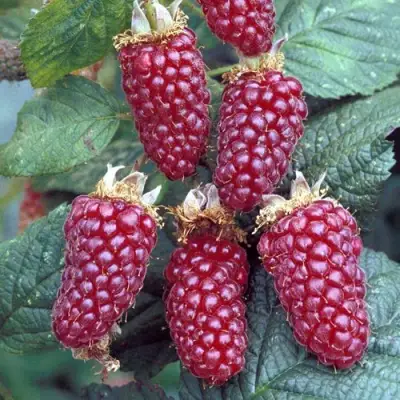 Ежемалина ТАЙБЕРРИ в Волковыске