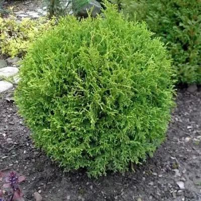 Туя ХОЗЕРИ западная в Волковыске