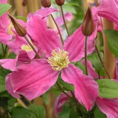 Клематис ИНСПИРЕЙШН ЗОЙН в Волковыске