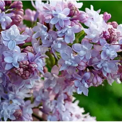 Сирень ПАМЯТЬ О ВАВИЛОВЕ в Волковыске