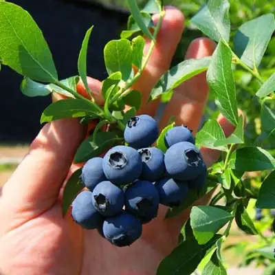 Голубика НОРТ КАНТРИ в Волковыске