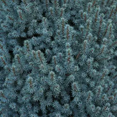 Ель САНДЕРС БЛЮ канадская в Волковыске