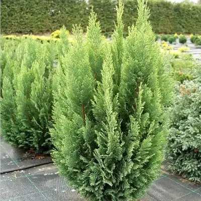 Кипарисовик ЭЛВУДИ ЭМПАЙР лавсона в Волковыске