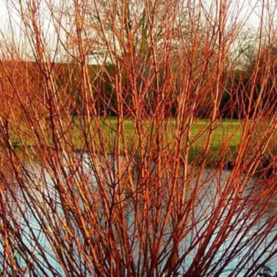 Ива ВИТЕЛЛИНА белая  в Волковыске