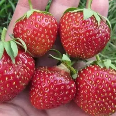 Клубника ВИМА ЗАНТА в Волковыске